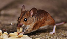 24 Hour & Emergency Exterminators in Rocky Springs, SC